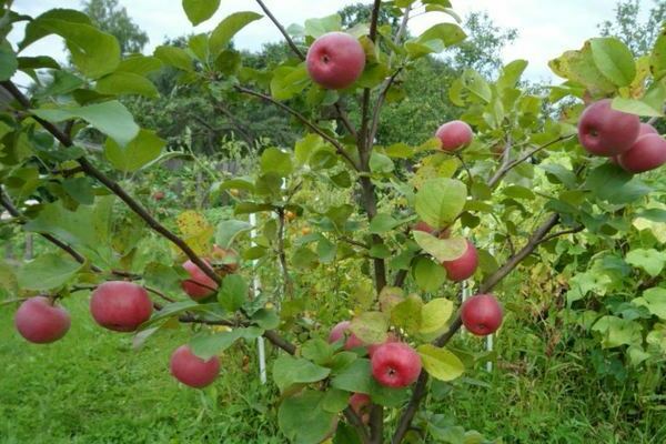 شجرة التفاح Auxis