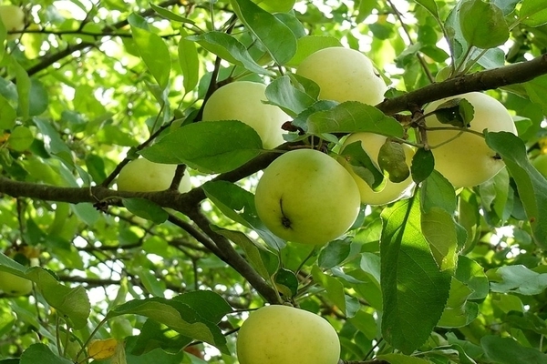 variétés de pommes pour la Sibérie