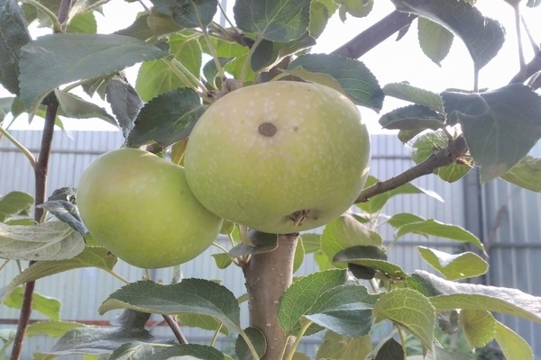 penerangan elena pokok epal