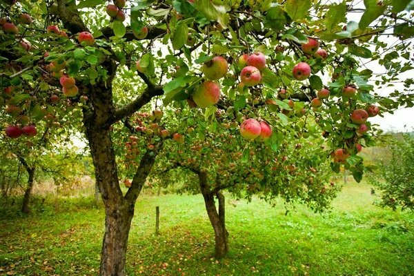 ulasan elena pokok epal