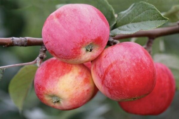 apple tree bugler