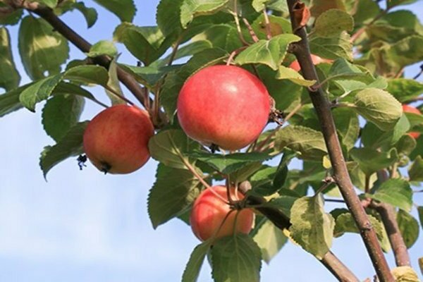 أصناف التفاح لسيبيريا