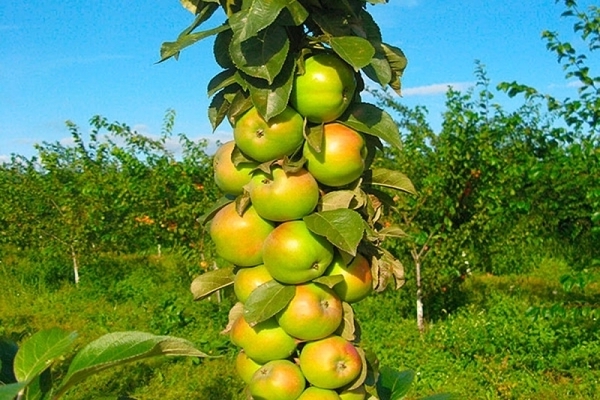 columnar apple varieties