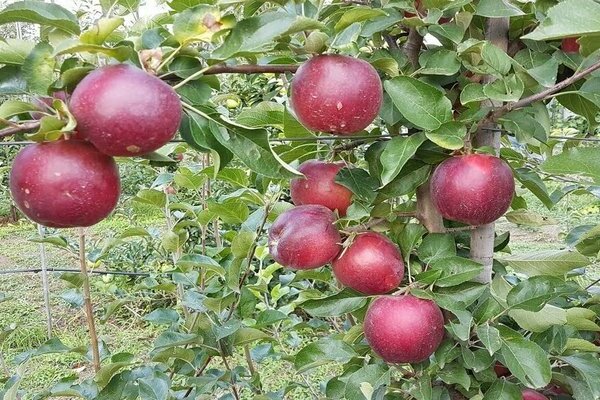 ябълково дърво моди