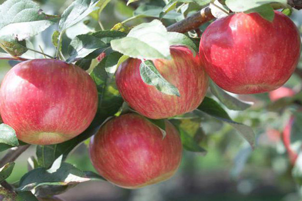Pepin saffron apple tree