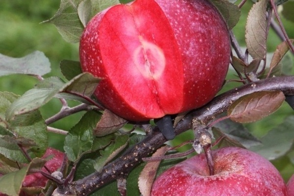 apple tree red catty