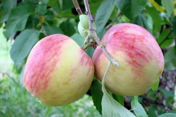 روسوشانسكو شجرة التفاح