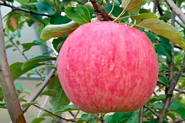 روسوشانسكو شجرة التفاح