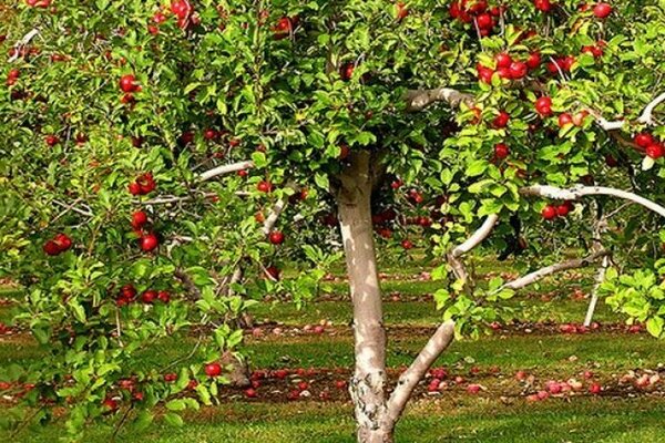 ябълково дърво Уралец