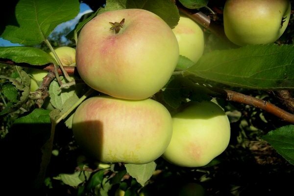 apple tree Uralets