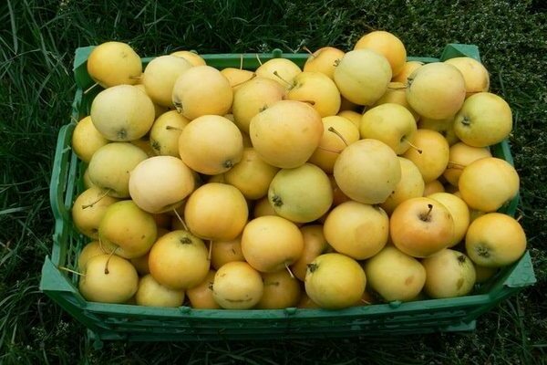 variétés de pommes pour la Sibérie