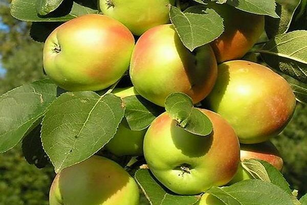 columnar apple varieties