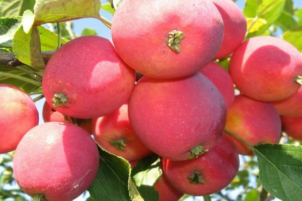 variétés de pommes pour la Sibérie