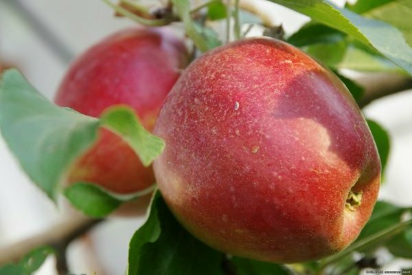 asterisk appelboom beschrijving