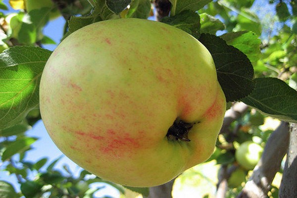 اليوبيل وصف شجرة التفاح الصورة