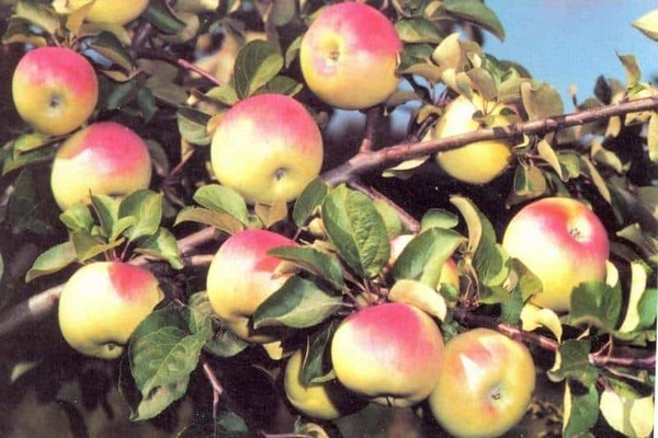 اليوبيل وصف شجرة التفاح الصورة