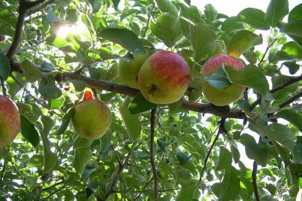 صور اليوبيل شجرة التفاح