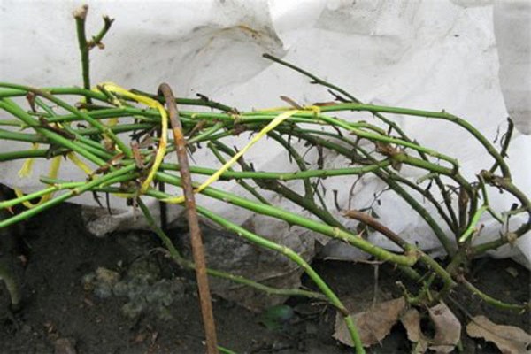 تحضير نبات ياسمين في البر + لفصل الشتاء