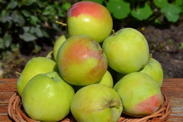 أصناف شتوية شديدة التحمل من أشجار التفاح
