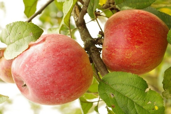 أصناف الشتاء الأكثر صلابة من أشجار التفاح