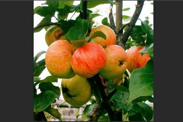 Jenis pokok epal yang tahan musim sejuk
