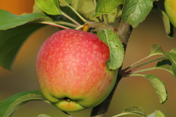أصناف شتوية شديدة التحمل من أشجار التفاح