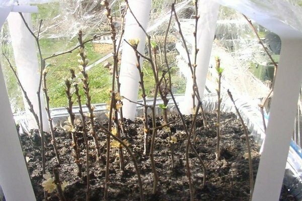 propagation of cherries by cuttings