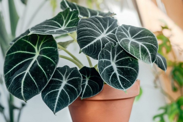 alocasia + à la maison