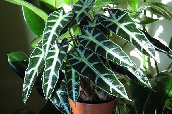 alocasia fatta in casa