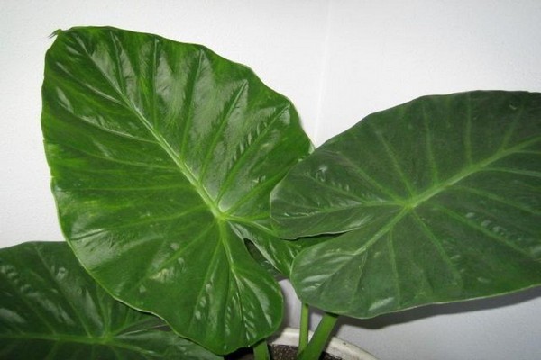 hoa alocasia