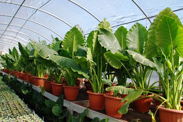 alocasia + di rumah