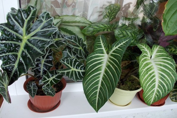 photo d'alocasia