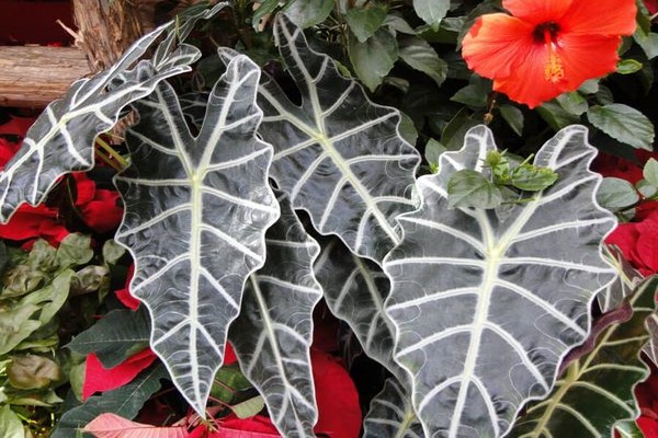 penjagaan alocasia