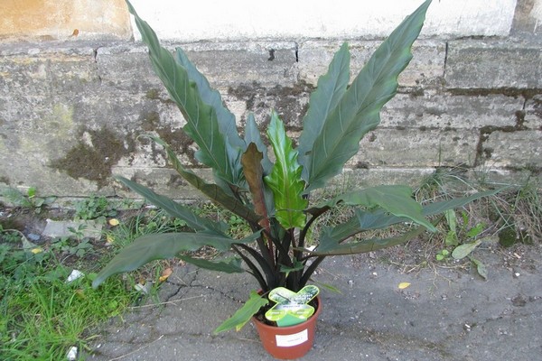 gawang bahay alocasia