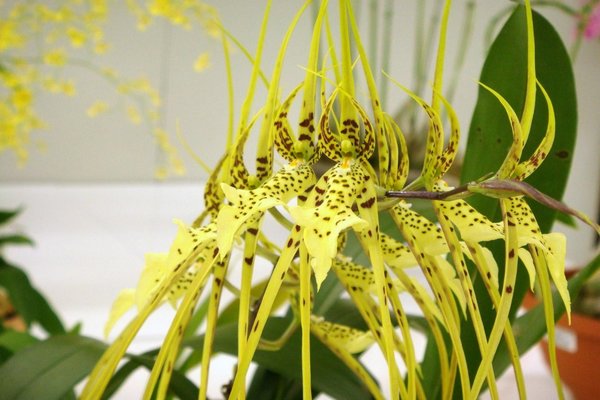 Brassia foto