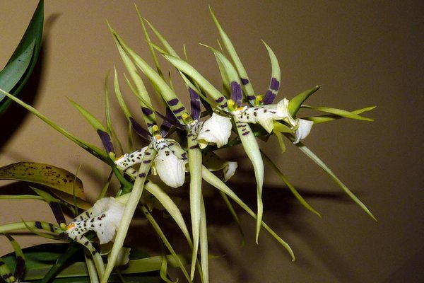 Brassia photos