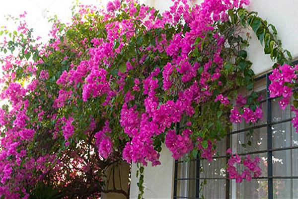 photo de bougainvilliers