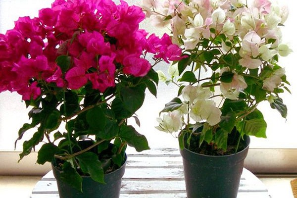 bougainvillea omsorg