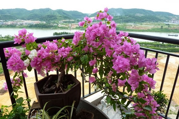 fleur de bougainvillier