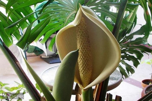 gambar monstera