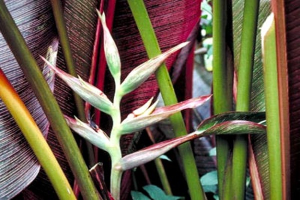heliconia care