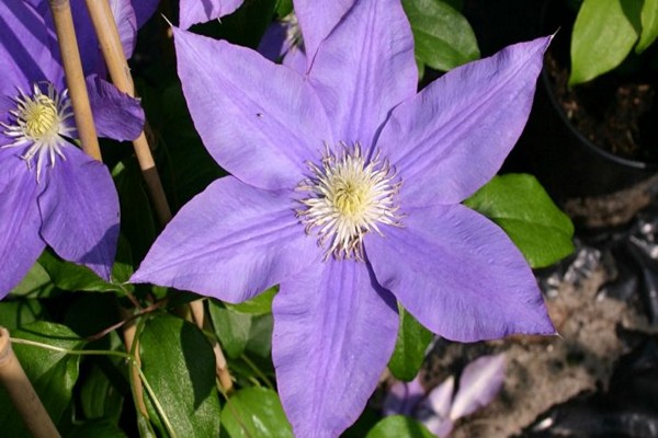 clematis trimming groups