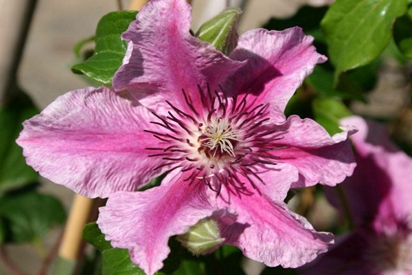 clematis groups