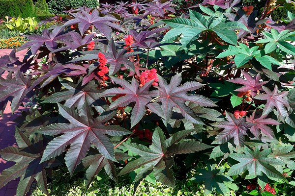 castor bean lason halaman