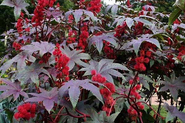 castor bean plant