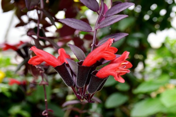 Ảnh Columnea