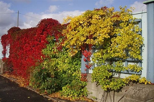 foto del naso ad albero