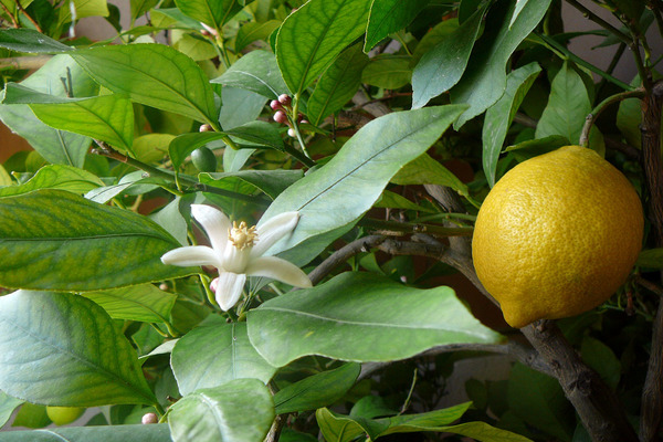 Citron photo