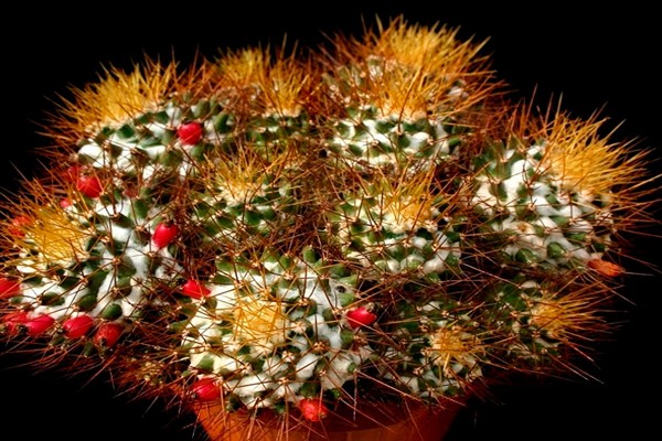 cactus mammillaria photos