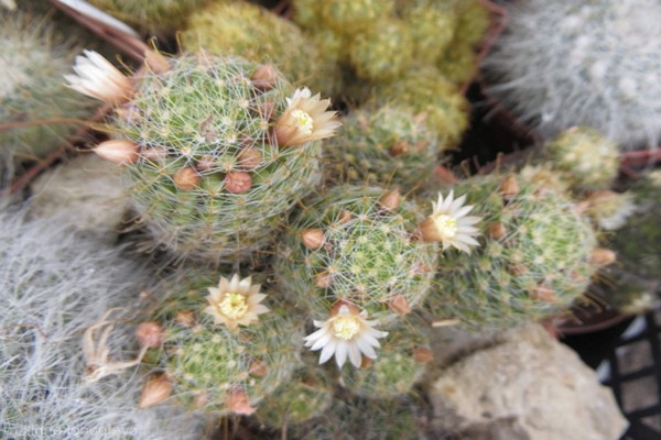 cactus mammillaria